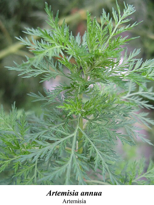 Sweet sagewort: planta medicinal
