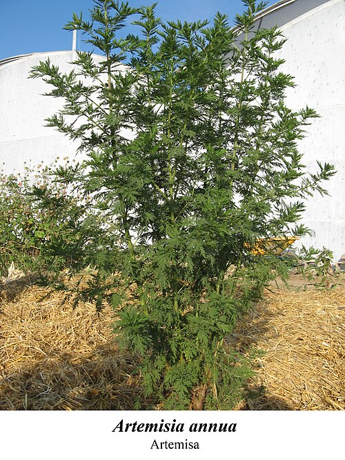 Sweet sagewort: planta medicinal
