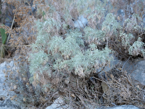 Tree wormwood (Artemisia arborescens)