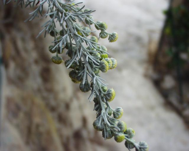 Tree wormwood: (en) Artemisia arborescens , a photography originating of the internet site http://sophy.u-3mrs.fr/ . The accord of the autor, H. Brisse, is here . (fr) Artemis