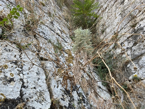 Tree wormwood (Artemisia arborescens)