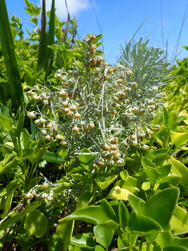Tree wormwood (Artemisia arborescens)