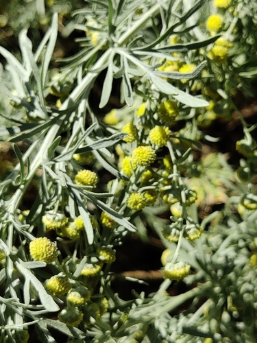 Tree wormwood (Artemisia arborescens)