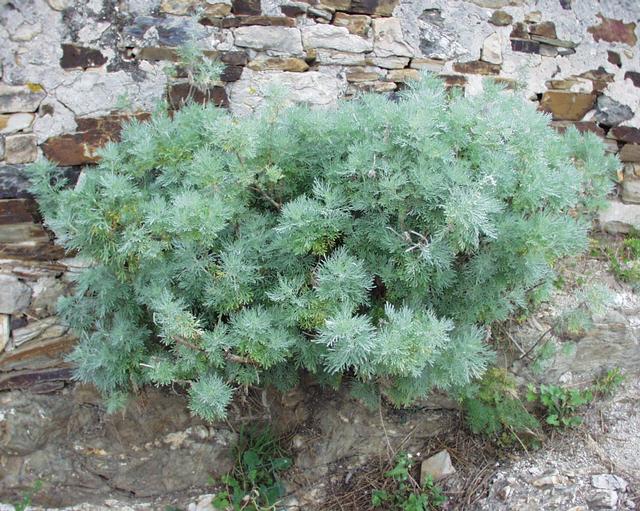 Tree wormwood: (en) Artemisia arborescens , a photography originating of the internet site http://sophy.u-3mrs.fr/ . The accord of the autor, H. Brisse, is here . (fr) Artemis