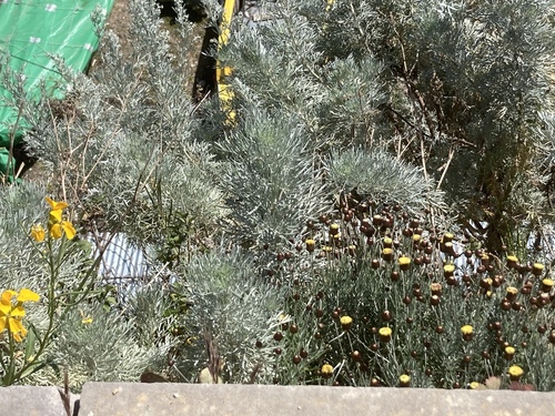 Tree wormwood (Artemisia arborescens)