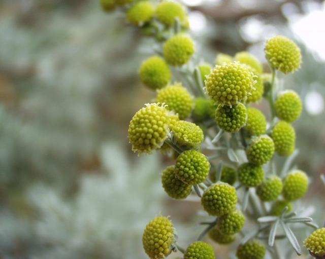 Tree wormwood: Artemisia arborescens , a photography originating of the internet site http://sophy.u-3mrs.fr/ . The accord of the autor, H. Brisse, is here .