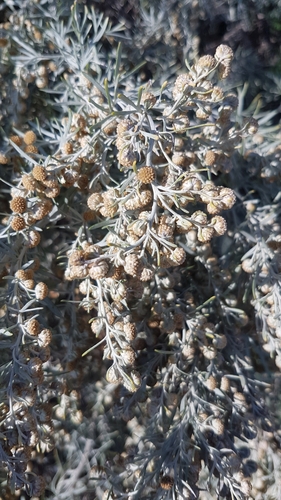 Tree wormwood (Artemisia arborescens)