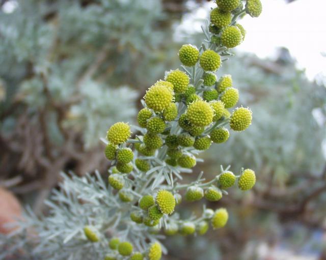 Tree wormwood: (en) Artemisia arborescens , a photography originating of the internet site http://sophy.u-3mrs.fr/ . The accord of the autor, H. Brisse, is here . (fr) Artemis