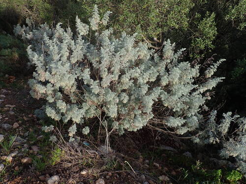 Tree wormwood (Artemisia arborescens)