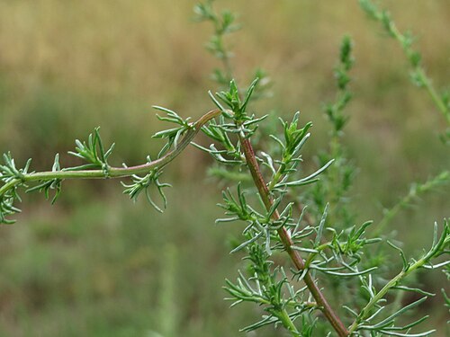 Field sagewort: Feld-Beifuß ( Artemisia campestris ) im Naturschutzgebiet Gewann Frankreich-Wiesental
