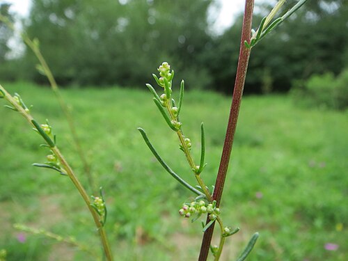Field sagewort: Feld-Beifuß ( Artemisia campestris ) im Mainzer Sand