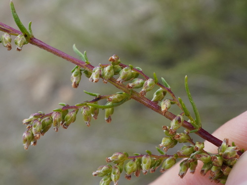 Field sagewort (Artemisia campestris)