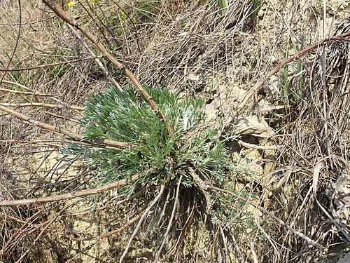 Field sagewort: Habitus Taxon: Artemisia campestris (s. str.) (sensu Fischer et al. EfÖLS 2008 ISBN 978-3-85474-187-9 ) Location: Haulesbergen, Ulrichskirchen-Schleinbach, dist