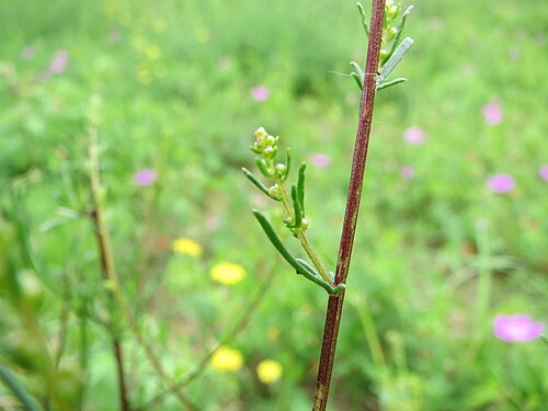 Field sagewort: Feld-Beifuß ( Artemisia campestris ) im Mainzer Sand