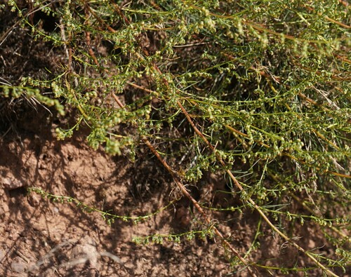 Field sagewort (Artemisia campestris)
