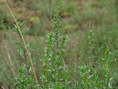 Field sagewort: Feld-Beifuß ( Artemisia campestris ) im Naturschutzgebiet Gewann Frankreich-Wiesental