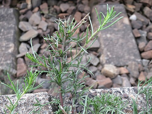Field sagewort: Feld-Beifuß ( Artemisia campestris ) am Bahnhof Wiesental