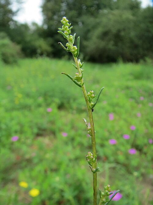 Field sagewort: Feld-Beifuß ( Artemisia campestris ) im Mainzer Sand
