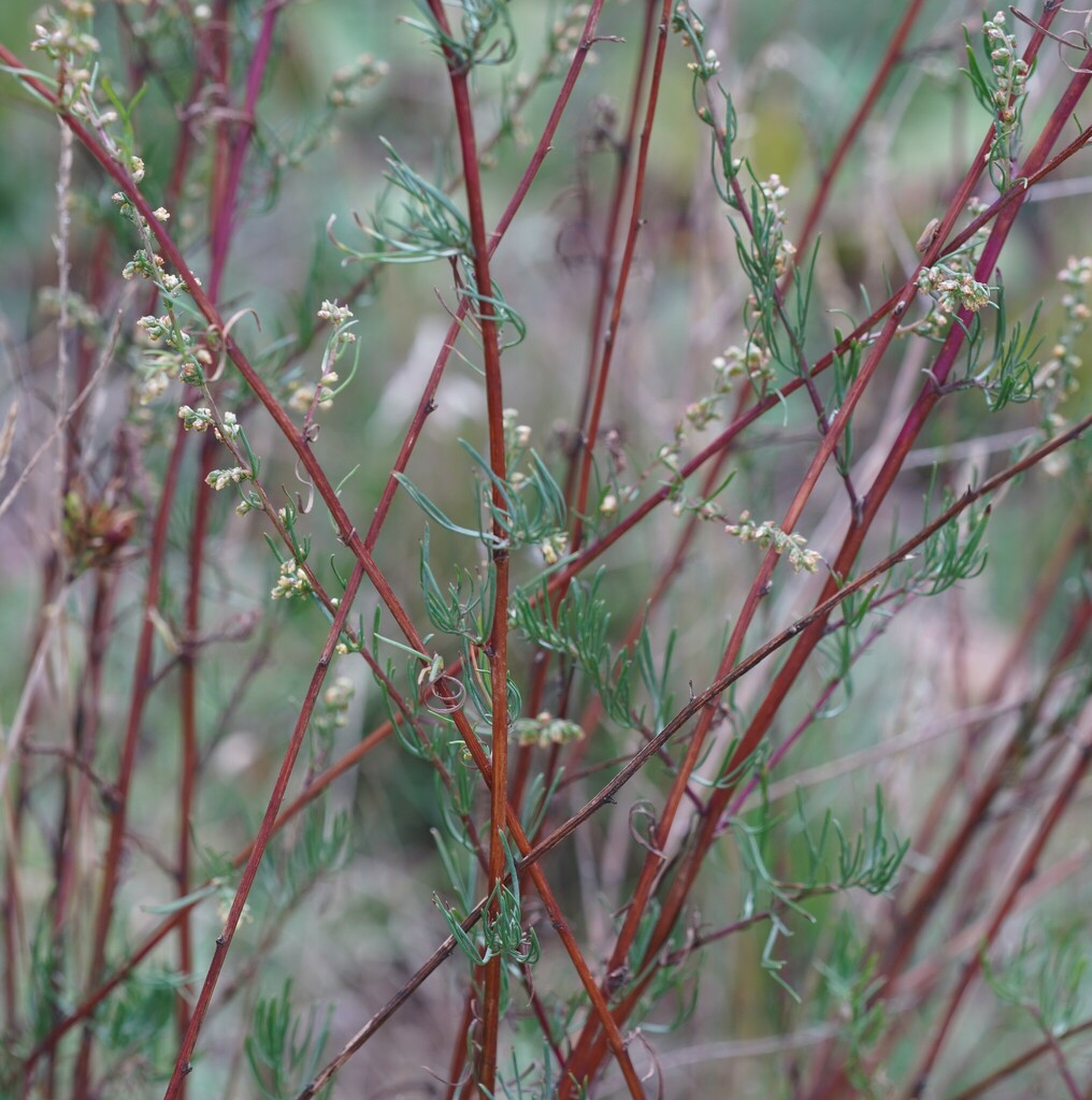 Field sagewort (Artemisia campestris)