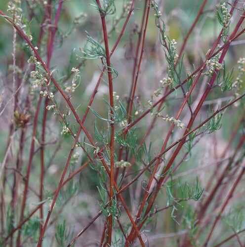 Field sagewort (Artemisia campestris)