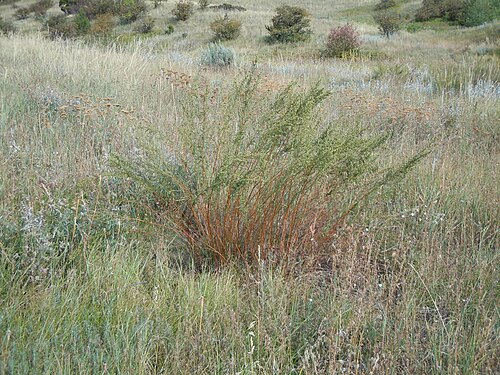 Tarragon: The reddish bunched and mostly unbranched stems bearing copious linear leaves distally is characterisitc of this species.