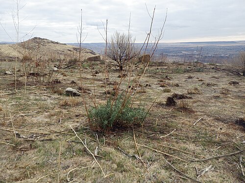 Tarragon: Artemisia dracunculus is common along the trail system near the top of Tablerock and like most herbaceous Artemisia species readily resprouts after fire.