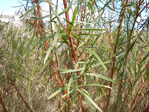 Tarragon: The leaves are simple and linear from the base to the tip of the stem.