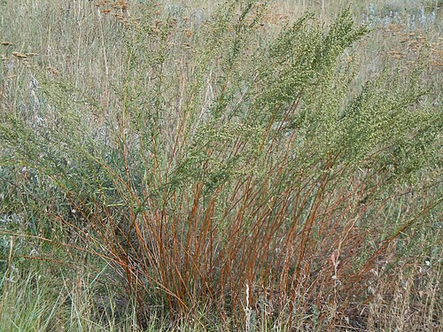 Tarragon: The reddish bunched and mostly unbranched stems bearing copious linear leaves distally is characterisitc of this species.