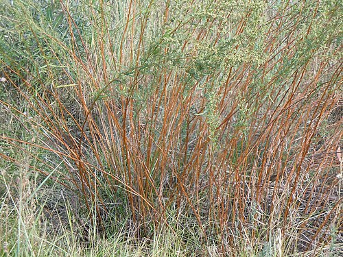 Tarragon: Basal leaf bunches or rosettes are lacking in this species.