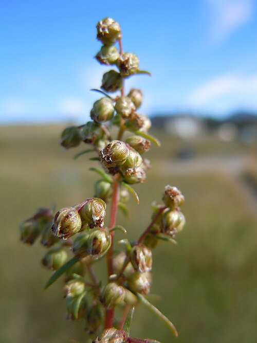 Tarragon: The inflorescences bear relatively few simple short bracteate leaves and the involucral bracts are glabrous.
