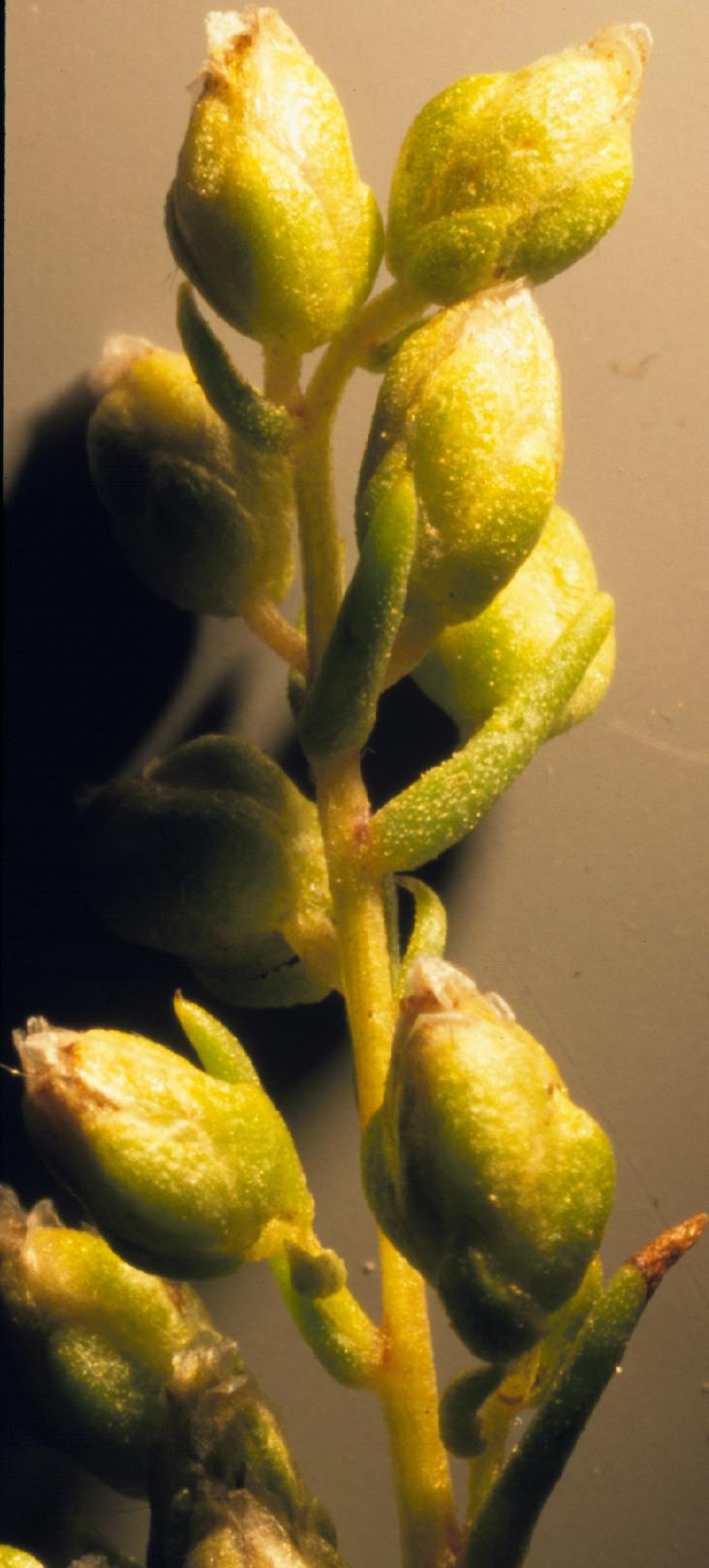 Tarragon: The involucral bracts are typically glabrous.