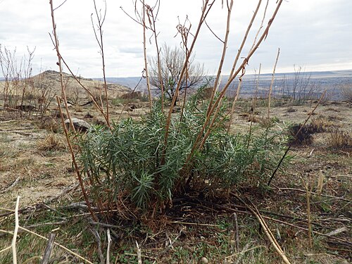 Tarragon: Artemisia dracunculus is common along the trail system near the top of Tablerock and like most herbaceous Artemisia species readily resprouts after fire.