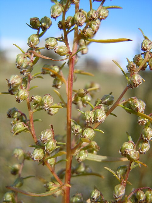Tarragon: The inflorescences bear relatively few simple short bracteate leaves and the involucral bracts are glabrous.