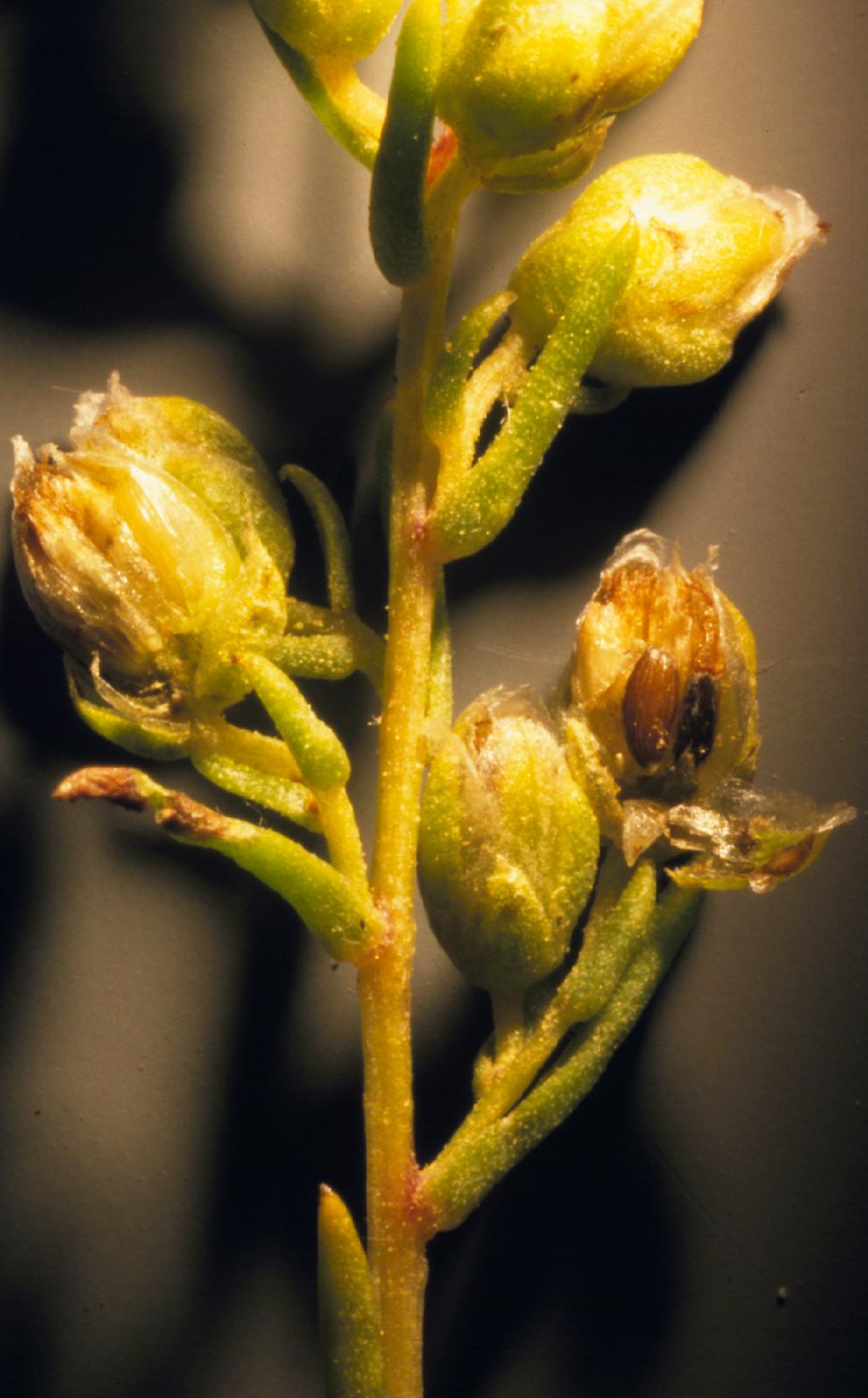 Tarragon: Few flowers in a head produce viable seed suggesting that most flowers have abortive ovaries, which relates tarragon to other Artemisia like A. campestris.