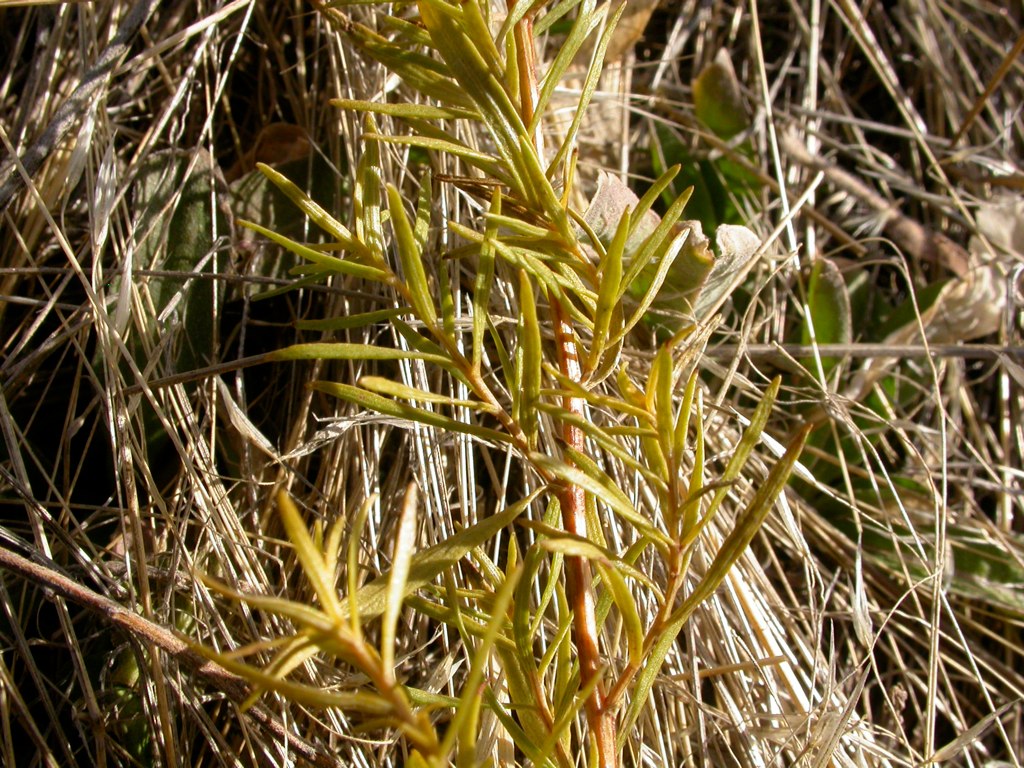 Tarragon: Leaves are simple, linear, and strap-shaped. They are often clustered on short axillary shoots so as to superficially appear compound or pinnately dissected.