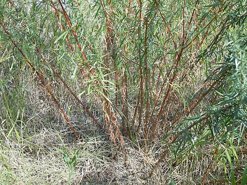 Tarragon: Basal leaf bunches or rosettes are lacking in this species.