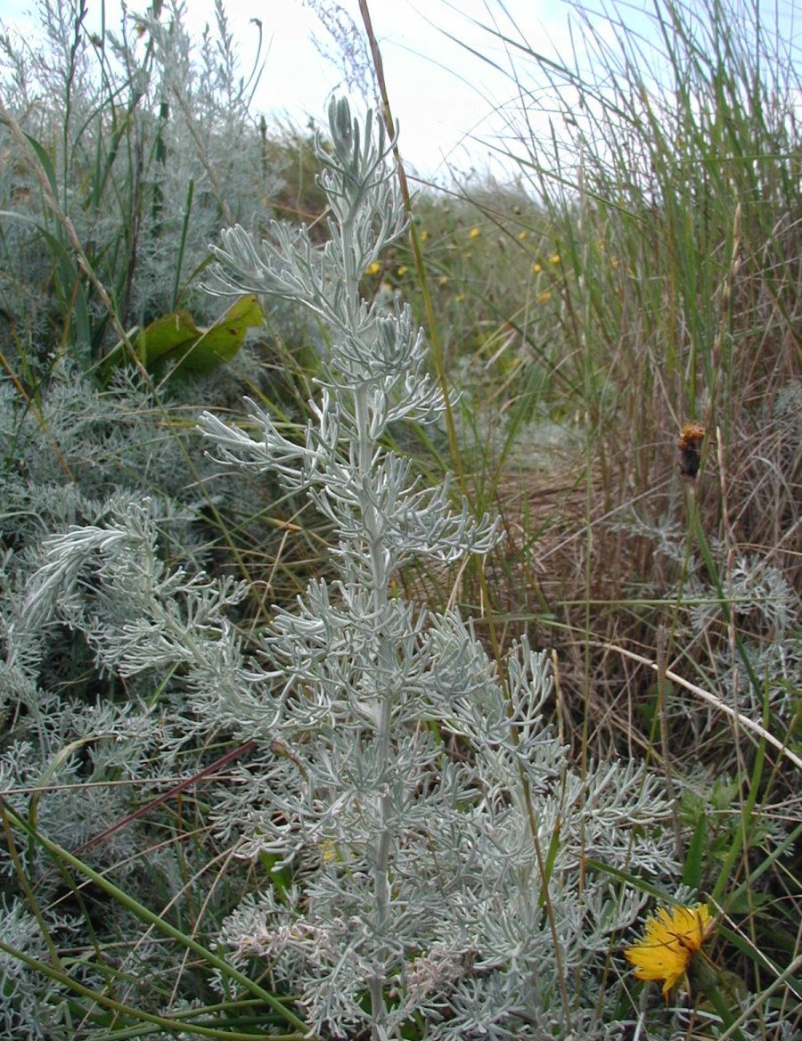 Sea wormwood: Artemisia maritima : Habit.