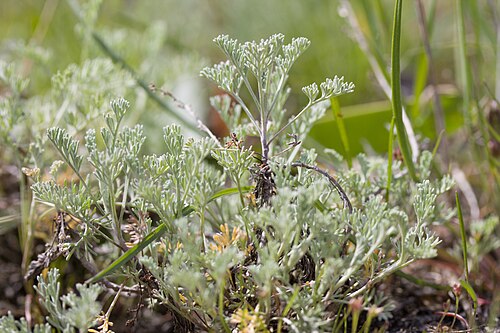 Sea wormwood: Слатински пелин