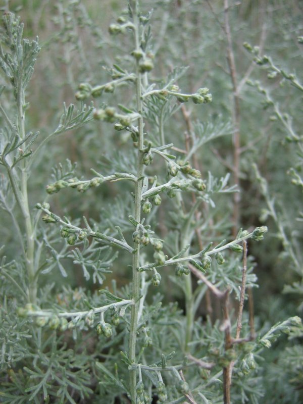 Sea wormwood: Strand-Beifuß Artemisia maritima , Wismarbucht