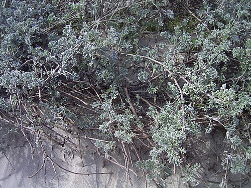 Sea wormwood: Artemisia maritima
