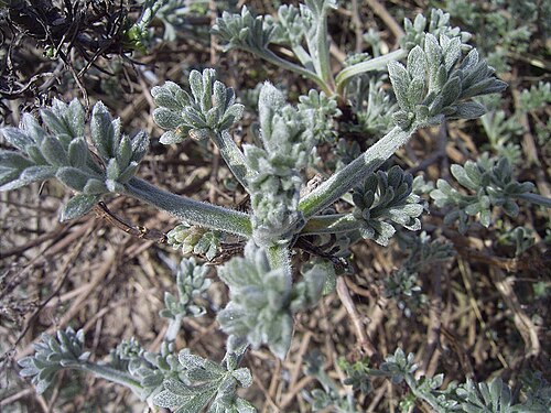 Sea wormwood: Artemisia maritima