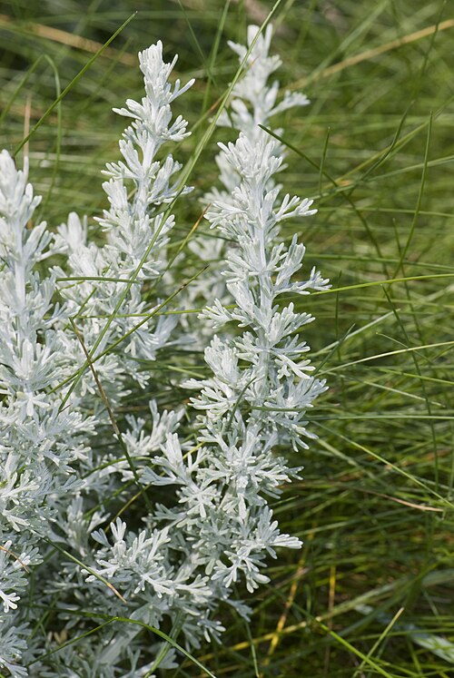 Sea wormwood: Artemisia maritima , Baie d'Authie (Somme), France