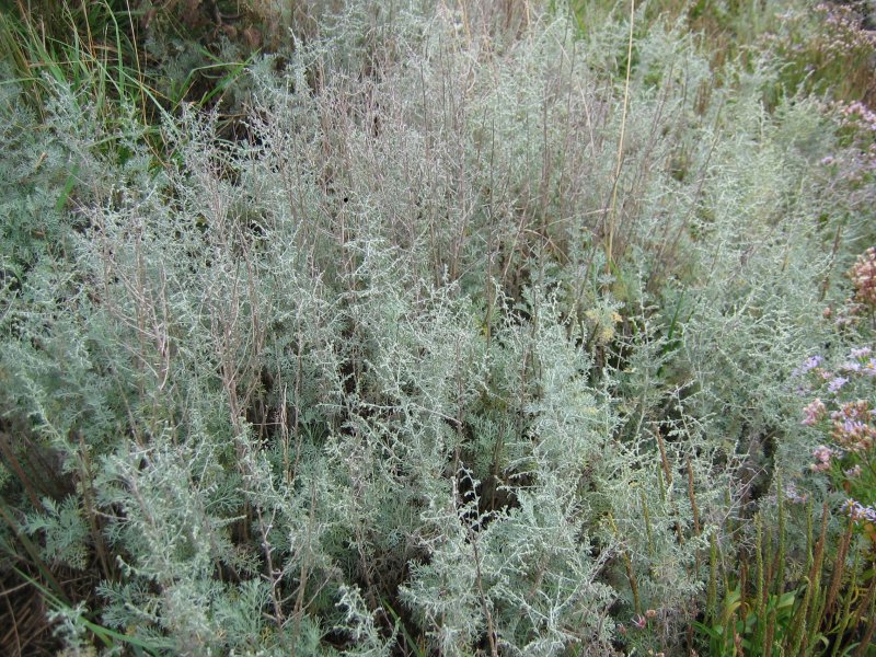 Sea wormwood: Strand-Beifuß Artemisia maritima , Wismarbucht