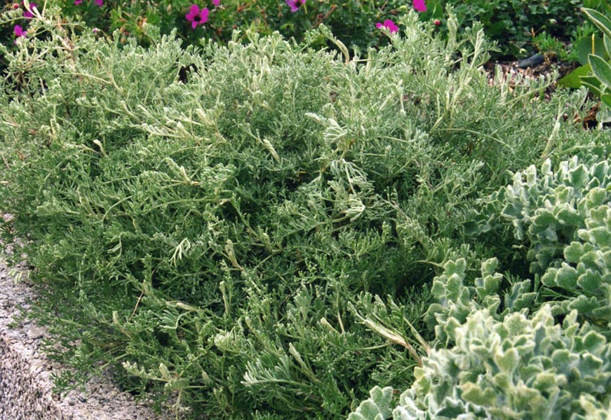 Sea wormwood: Artemisia maritima