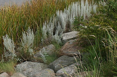 Sea wormwood: Artemisia maritima at a natural habitat near the coast of the Kattegat