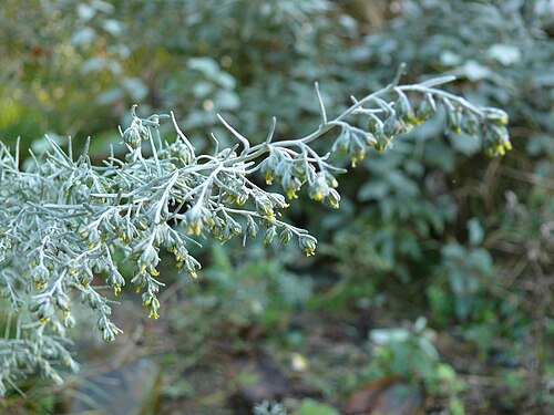 Sea wormwood: Artemisia maritima