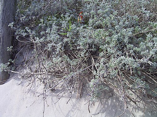 Sea wormwood: Artemisia maritima