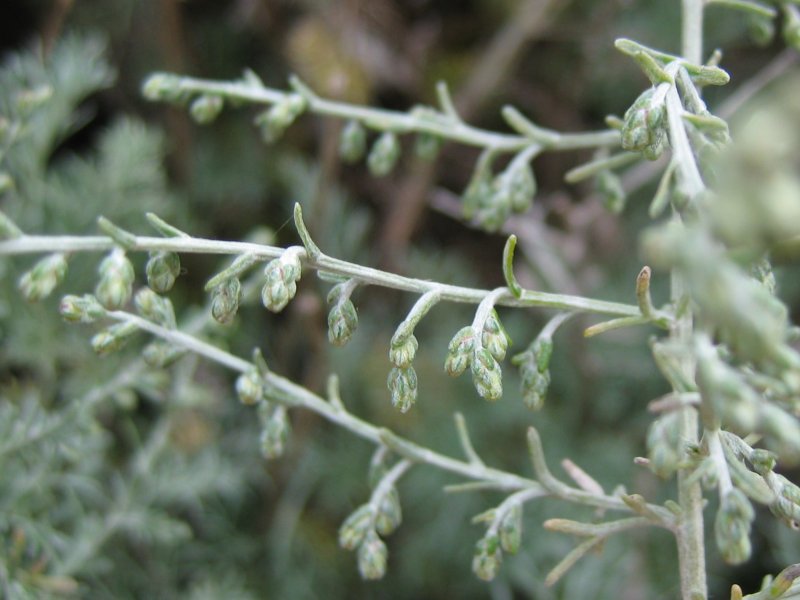 Sea wormwood: Strand-Beifuß Artemisia maritima , Wismarbucht