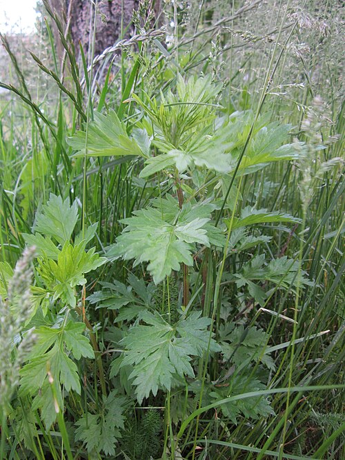 Common wormwood: Beifuß ( Artemisia vulgaris ) im Bürgerpark Saarbrücken