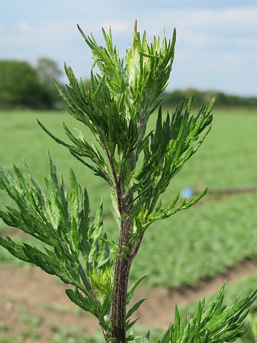 Common wormwood: Beifuß ( Artemisia vulgaris ) bei Reilingen